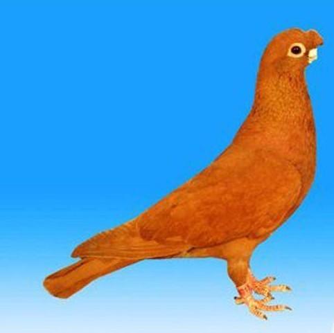 一吹气就露灰色,所以深受广大鸽友的推崇,被视为中国观赏鸽的优秀品种