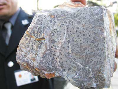 海藻化石(资料图片)