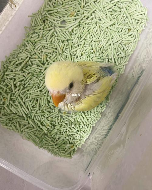 金顶白面蓝腰澳桂到家一周的变化_鹦鹉_牡丹_牡丹鹦鹉