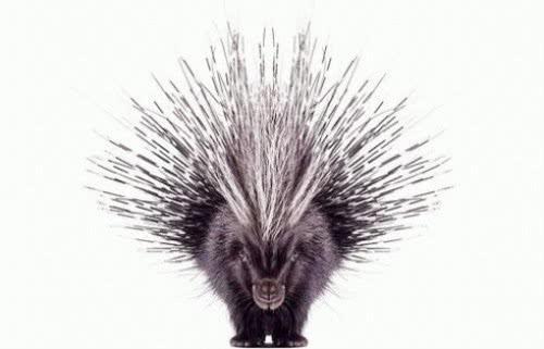 史上最霸气的猪,浑身带刺,横行霸道,就连狮子都惹不起