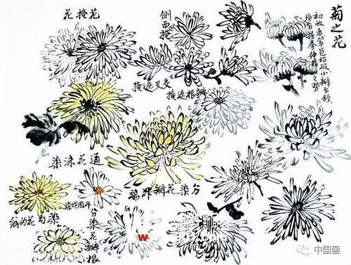 教你学画画国画菊花技巧