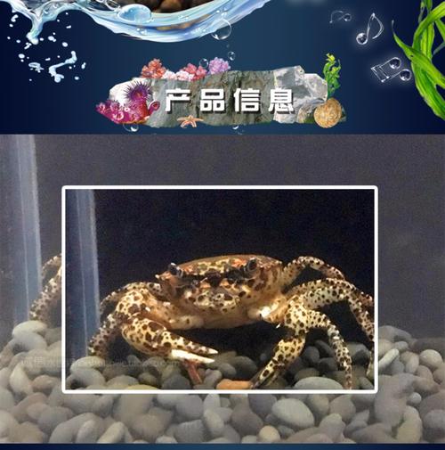 苏拉威西豹点蟹热带观赏蟹深水蟹宠物活体鱼缸水族螃蟹可混养包活