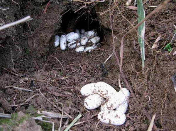 城市男子带走户外的蛇蛋,孵出小蛇的样子让人心有余悸