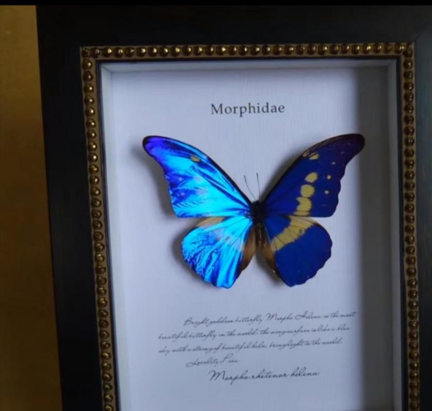 化蝶症〗一种传染病,具体特征是会在眼角下烙下一个蝶形印记,颜色