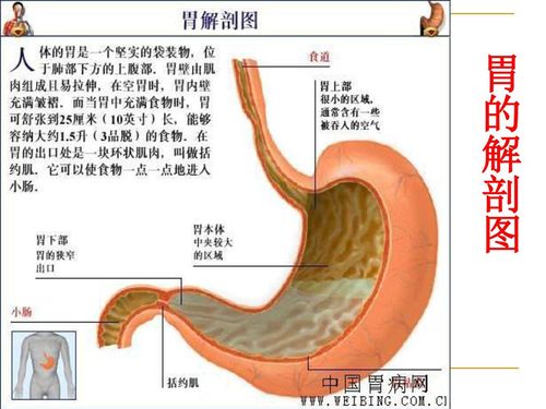 脾胃病的饮食调理和中医治疗 贵州省中医院脾胃病肝病