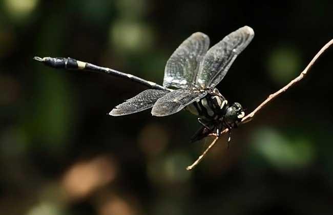 乐仙蜻蜓的复眼黑色,胸部