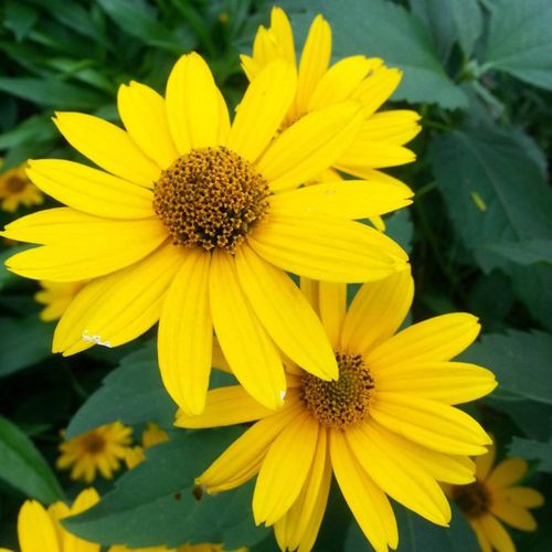 秋阳种业日光菊种子家庭种植实用装日光菊种籽花卉种子