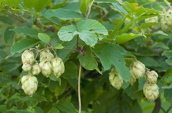 《中草药手册》啤酒花的功效与作用:健胃消食,利尿安神,抗痨消炎.