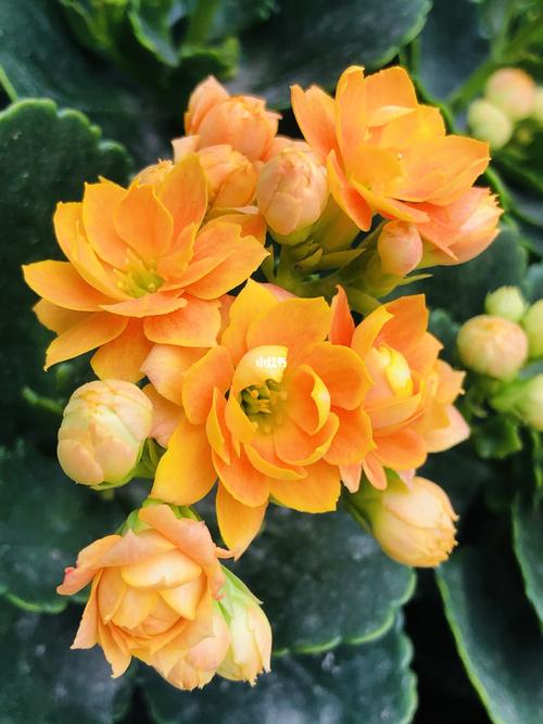 橙色长寿花_长寿花_家居家装_家居装饰