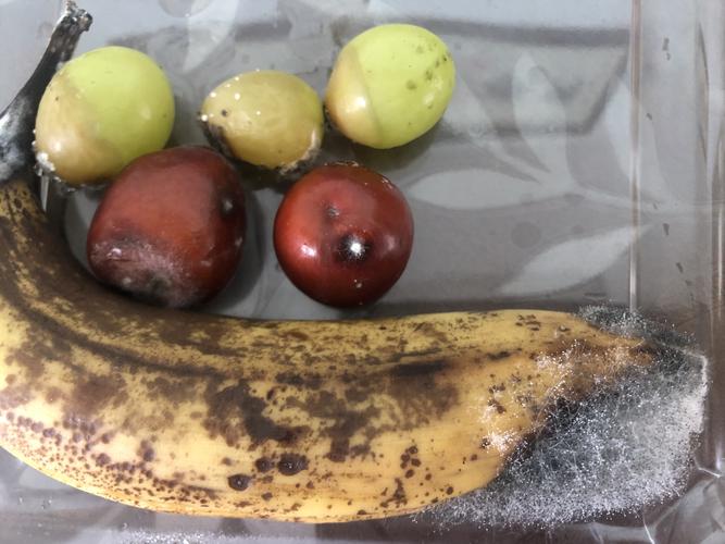 食物发霉的过程