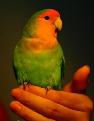 绿桃牡丹鹦鹉成鸟有多大(最好有图片)