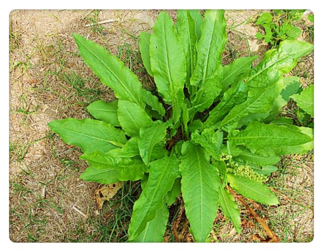 1月23日的生辰花,酸模花