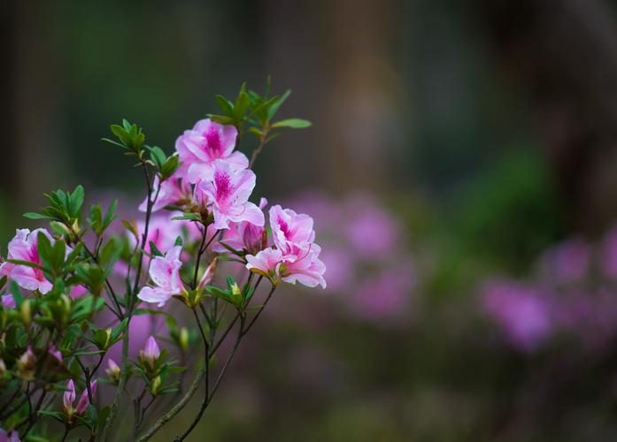 【转载】春天的花卉—杜鹃【美图共赏】