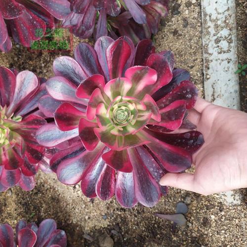 法师品种稀有植物美杜莎以上侧芽花卉多肉植物