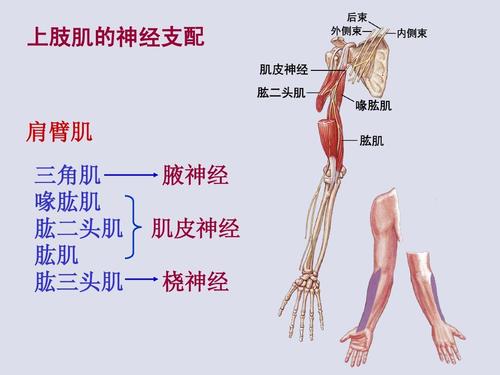 上肢肌的神经支配 肩臂肌 三角肌 喙肱肌 肱二头肌 肱肌 肱三头肌 腋