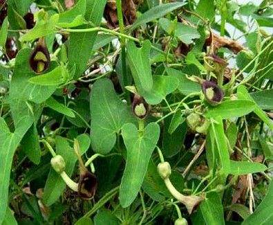 苹果绿 中药大全 功效与作用说到 青木香大家可能有点茫然,这是什么