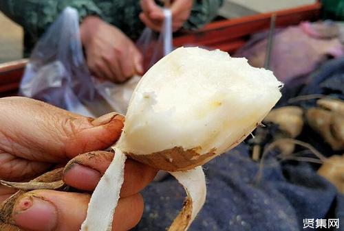 凉薯:别名和红薯相似,被大量种植,南方人常当水果吃