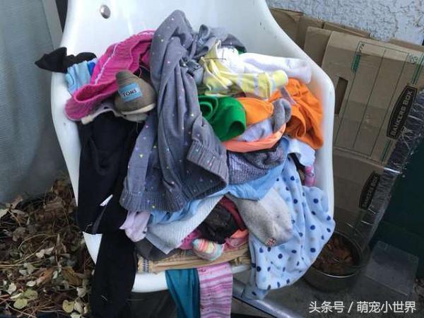 喵偷遍邻居家的衣服堆成山还有原味内衣裤主人超怕被当变态