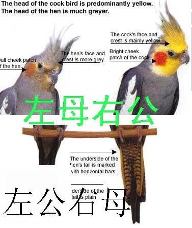 玄凤鹦鹉公母区分的方法——河北邢台鹦鹉养殖场