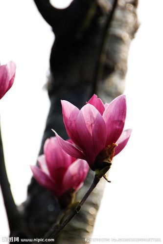 玉兰花图片