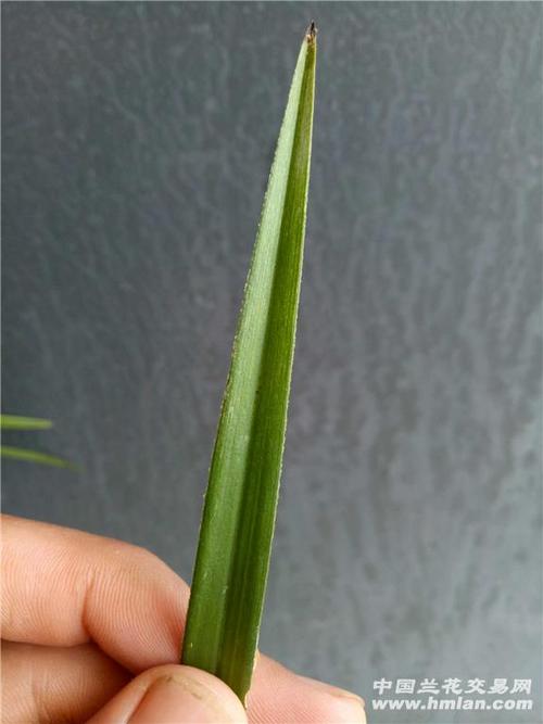 珍珠兰水晶沙子艺