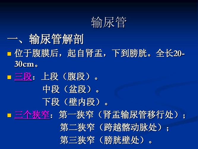 输尿管标准切面ppt