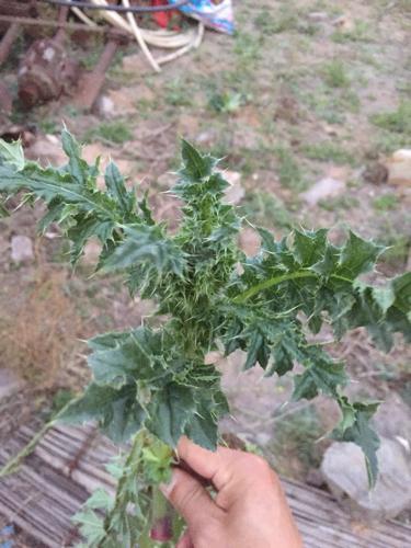 这是什么野菜能吃吗