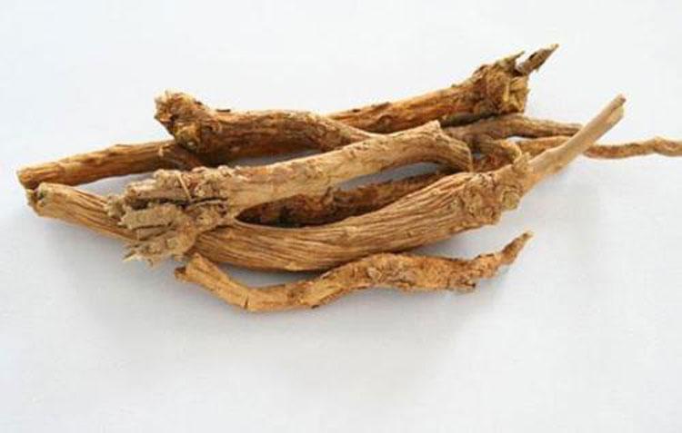 别名山茶根,土金茶根,是唇形科黄芩属多年生草本植物,主治温热病,上