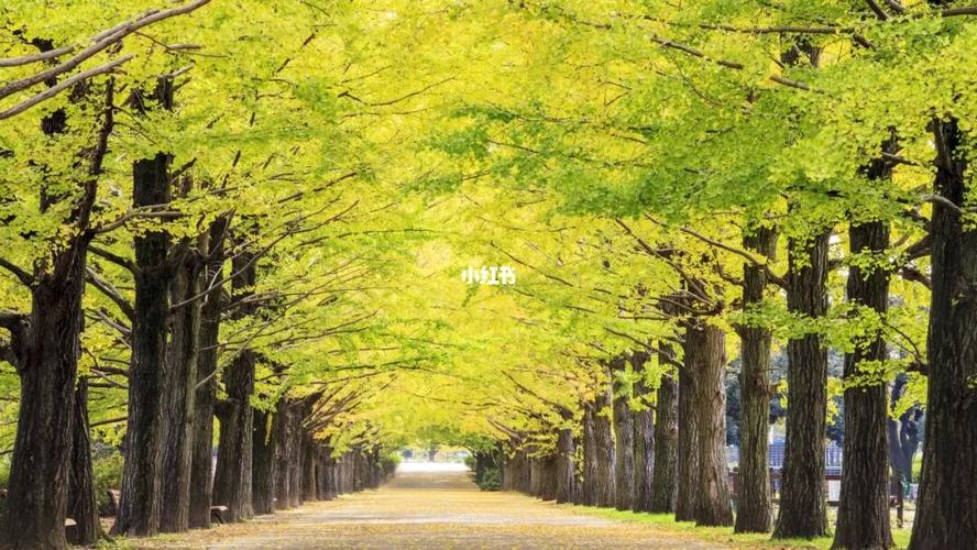 银杏树唯美风光优美风景自然界美丽夏日清凉_夏天去哪