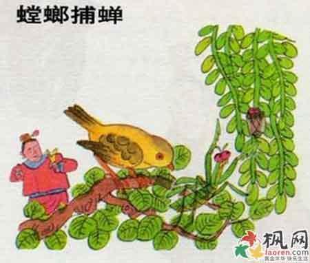 螳螂捕蝉黄雀寓言故事手抄报 伊索寓言手抄报