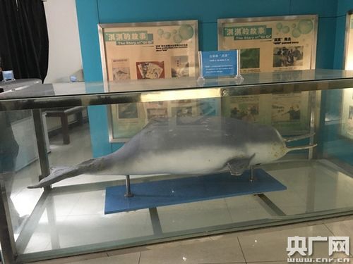 世界上最后一只白鳍豚淇淇的标本,它的消失对于长江水生物种存留