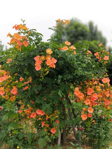 其它 那年,遇见一树凌霄花开 写美篇凌霄属攀援型藤本植物,一茎虬虬