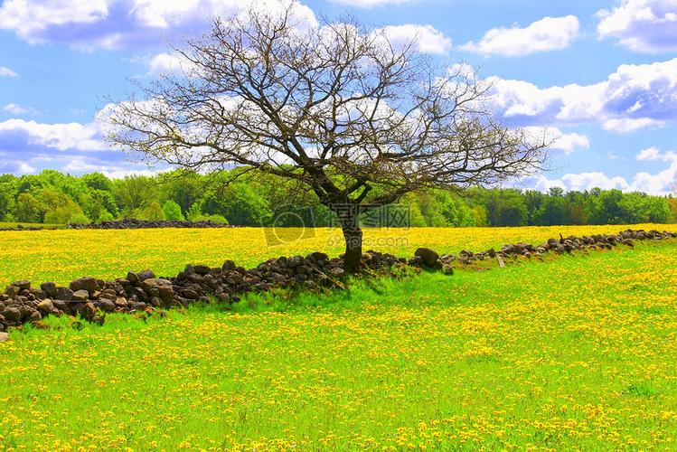 春天的花草摄影图片免费下载_花草树木图库大全_编号500447837-摄图网