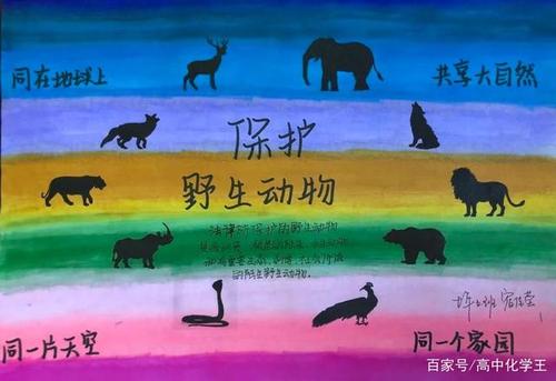 初中学生"保护野生动植物"手抄报优秀作品,拒绝野味