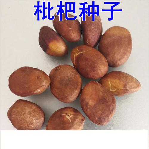 新采枇杷种子 枇杷种籽 枇杷树种子 果树种子 琵琶种子 2019新枇杷10