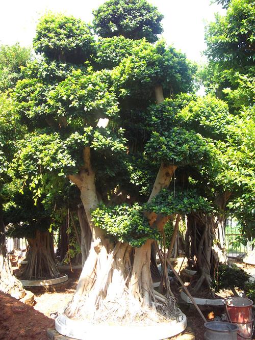 榕树盆景