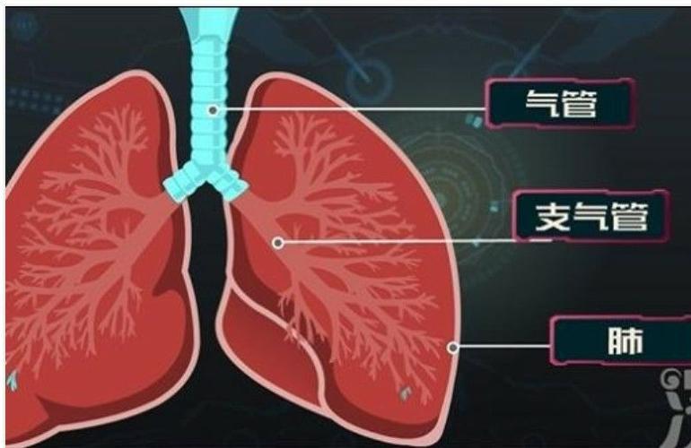 其它 一图读懂肺为什么会阻塞 写美篇        肺是由支气管和肺泡组成