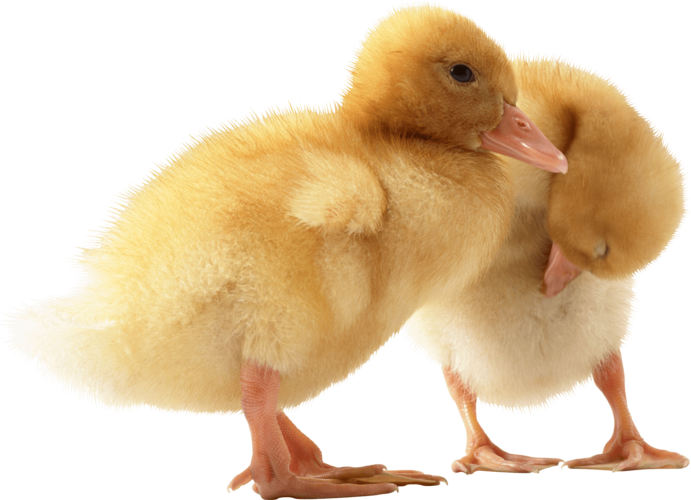 download two little ducks transparent png