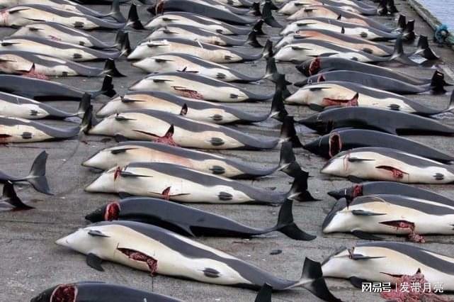 日本人以捕杀鲸鱼为乐趣为何被罚款80亿仍执意要杀有小心思