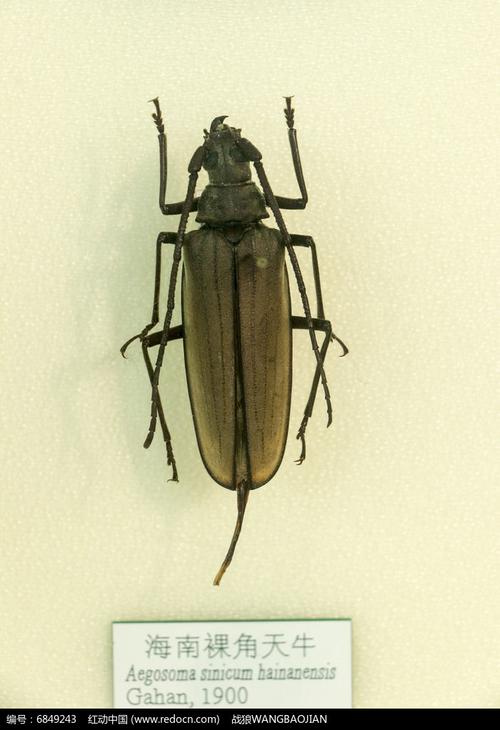 海南裸角天牛