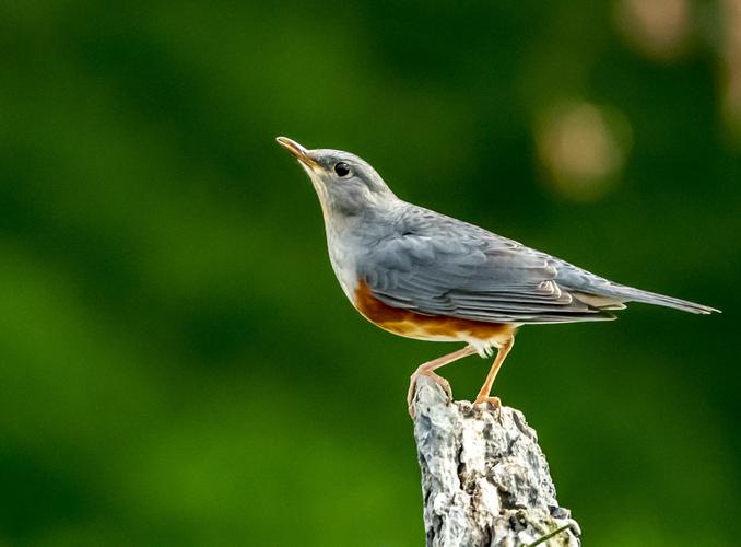 灰背鸫,摄影:孙奎连 倪艳荣,后期:孙奎连 倪艳荣,文字介绍:来自懂鸟
