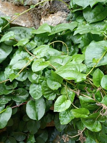 藤三七是一种什么样的植物