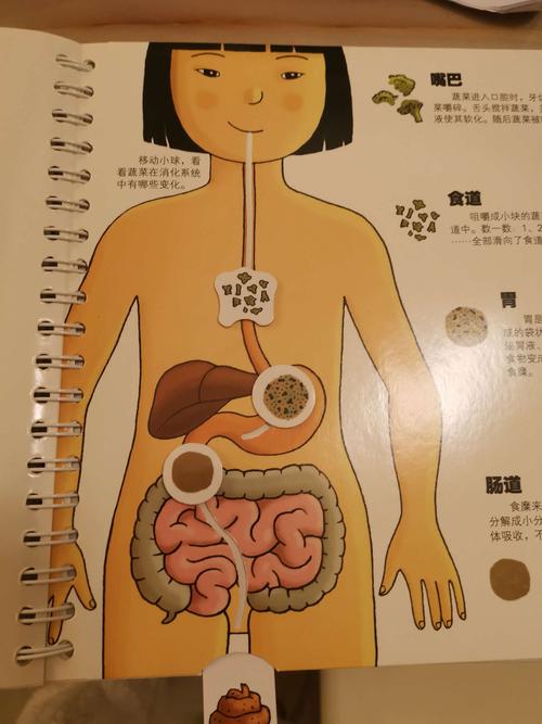 我们的身体,食物是怎么在我们身体里旅行的.