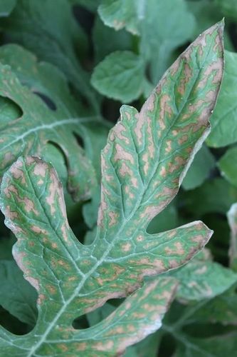 其它 西瓜病害诊断及不同时期的防治方案 写美篇 一,叶枯病推荐配方