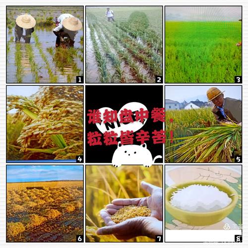 【杨春湖实验幼儿园】小三班世界粮食日"杜绝浪费,节约粮食"