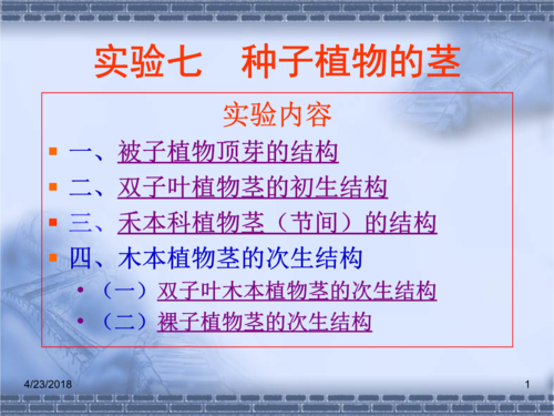 椴树茎横切片.ppt