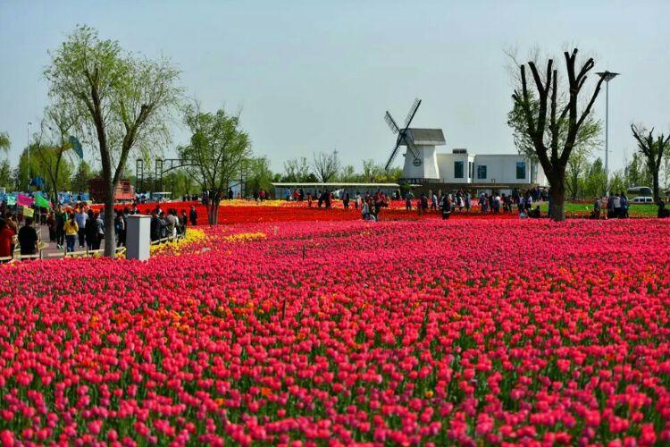 滨州秦皇河公园,郁金香花开