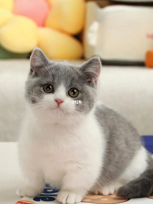 英短曼基康矮脚蓝白猫_英短_曼基康_宠物_猫咪_猫_宠物_猫_晒猫
