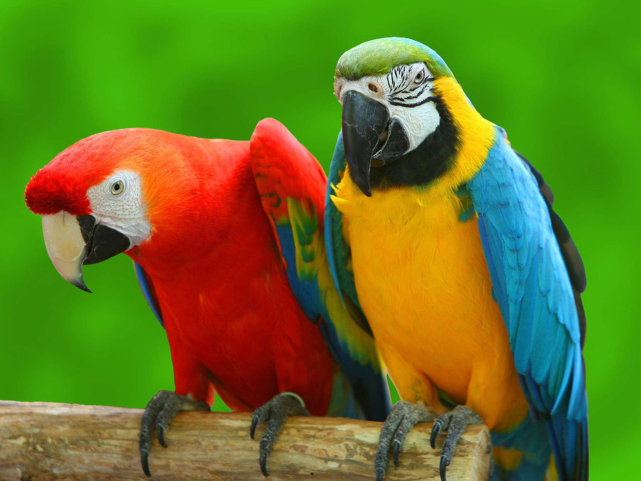 在我们印象里,鹦鹉是羽毛艳丽,智商超群,飞行敏捷,更是因擅长学人