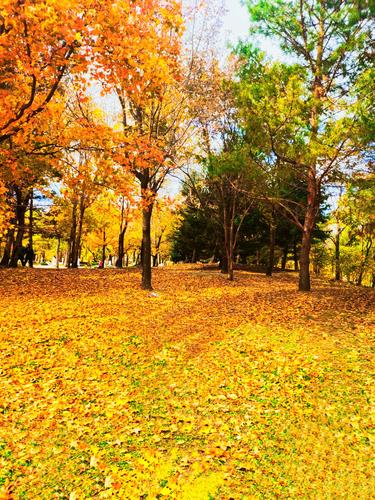 秋天里的童话— —哈尔滨太阳岛
